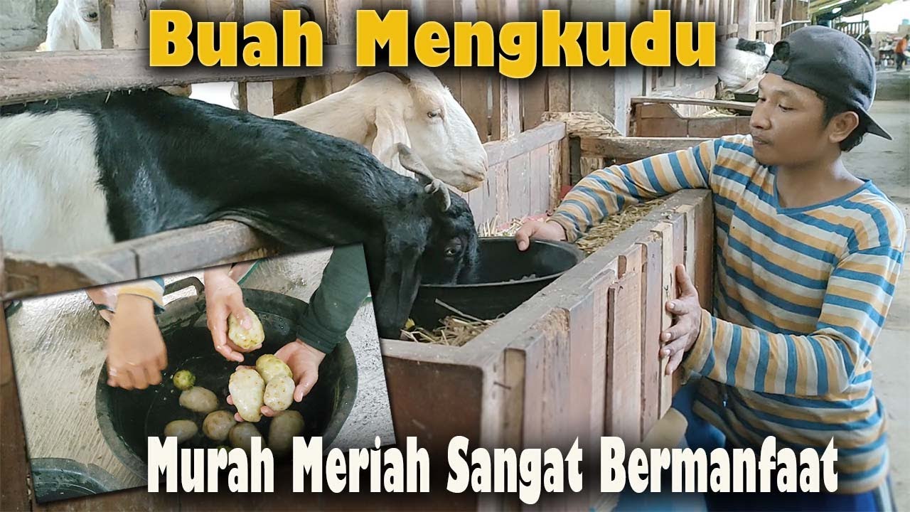 Manfaat buah mengkudu ( pace ) untuk ternak kambing domba