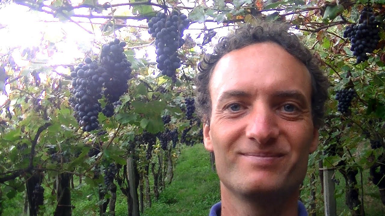 Come evitare che gli UCCELLI mangino l'UVA chicchi e grappoli per la vendemmia da vino rimedio