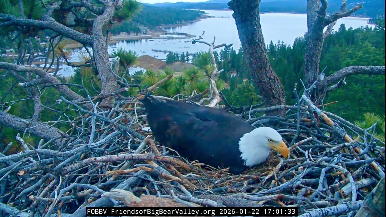 Jackie & Shadow- Big Bear Eagle Nest❤️01/22/26