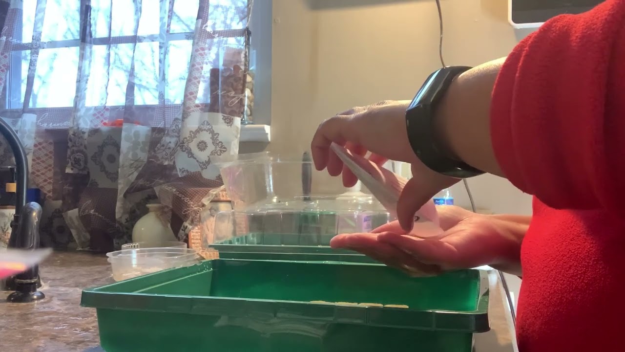 Sowing Herb Seeds in February Zone 6b