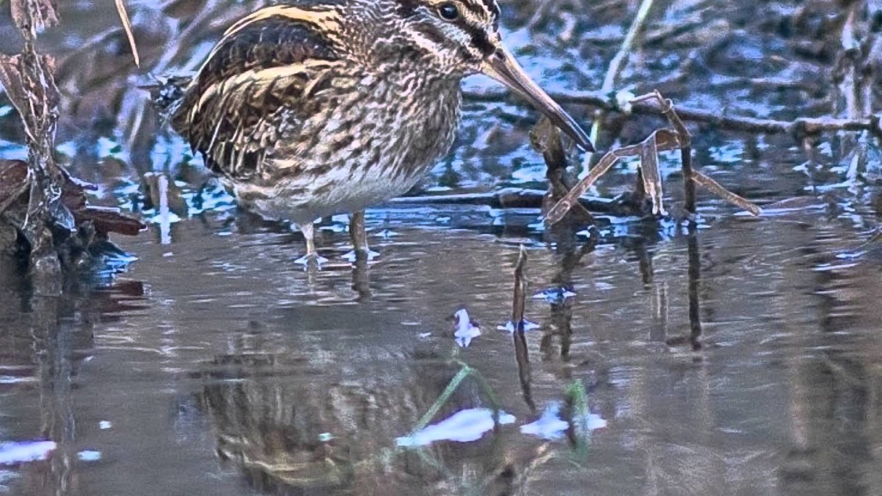 Twenty Devon Birds
