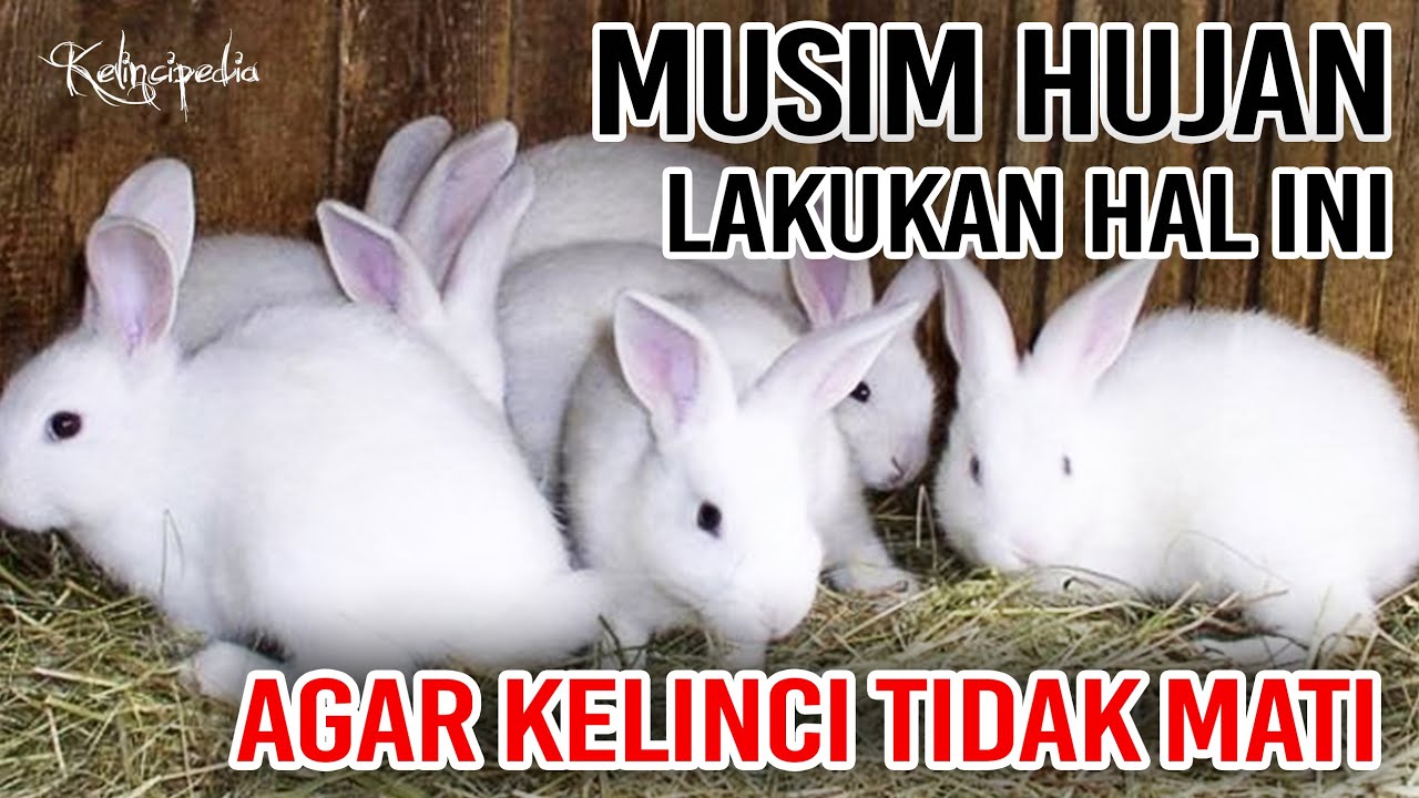 cara merawat ternak kelinci di musim hujan agar tidak mati | KELINCIPEDIA