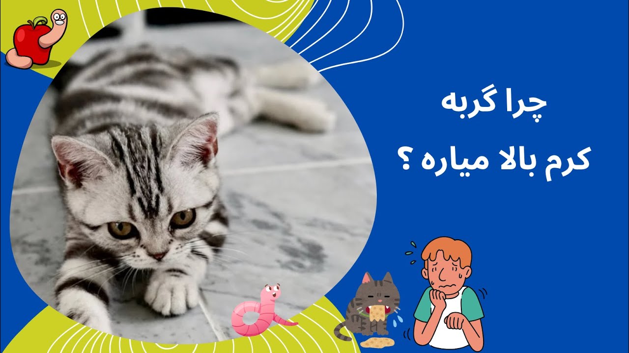 چرا گربه کرم بالا میاره ؟ استفراغ گربه