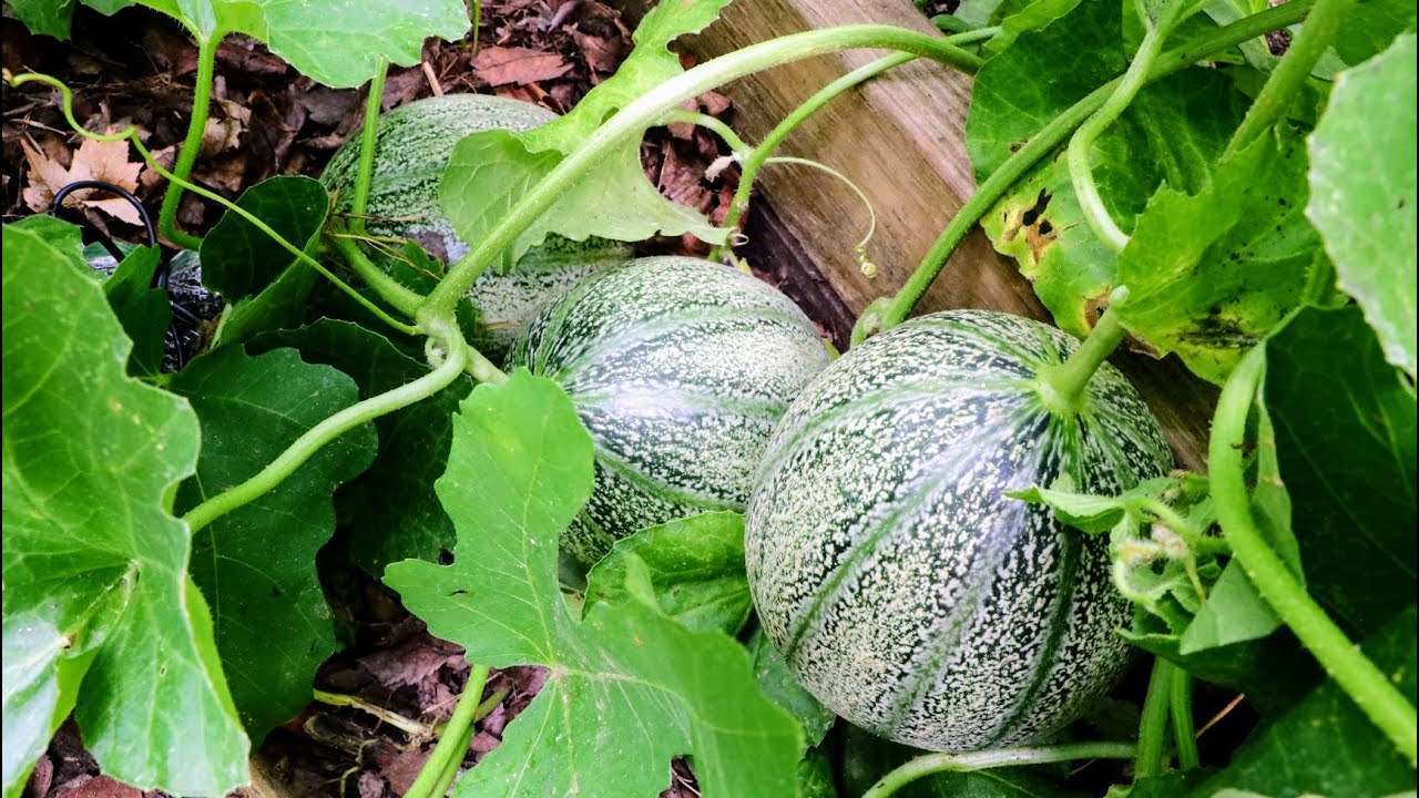 After 4 Years | Finally Figuring out Melons for Optimal Sweetness