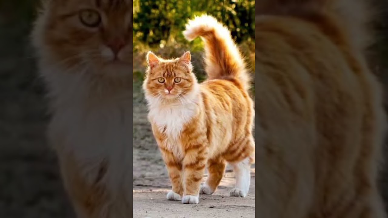 Cute different variety of cats 