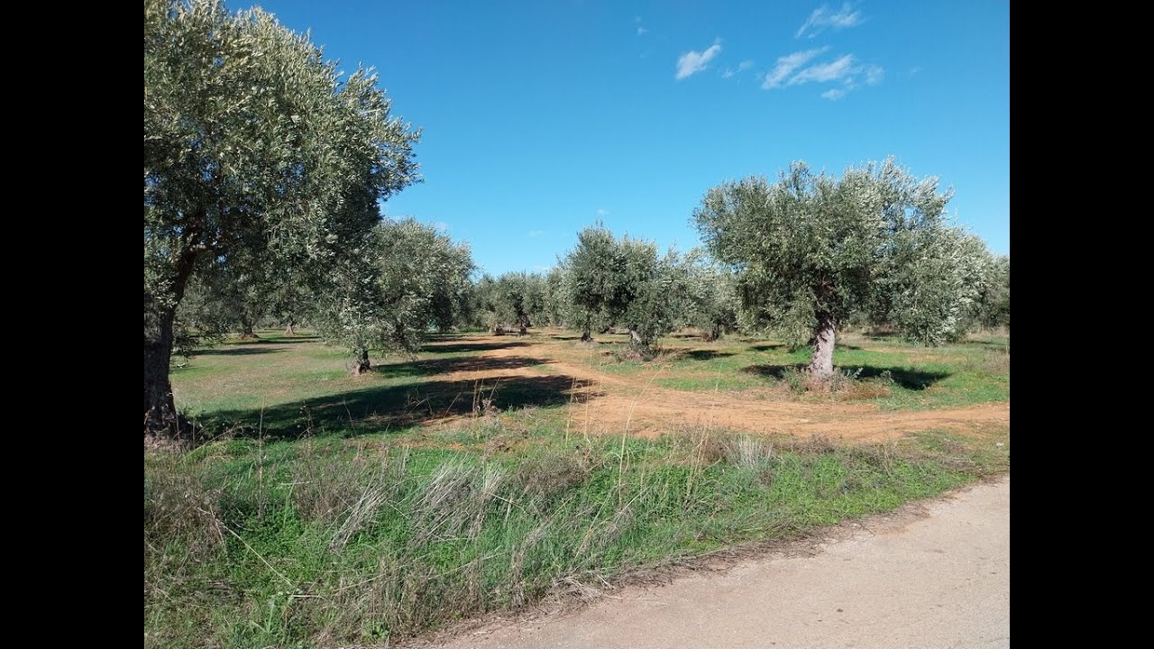 Ελαιώνας-αγρόκτημα | 5.100μ² | λίγο έξω από τον οικισμό της Αρκίτσας Φθιώτιδας