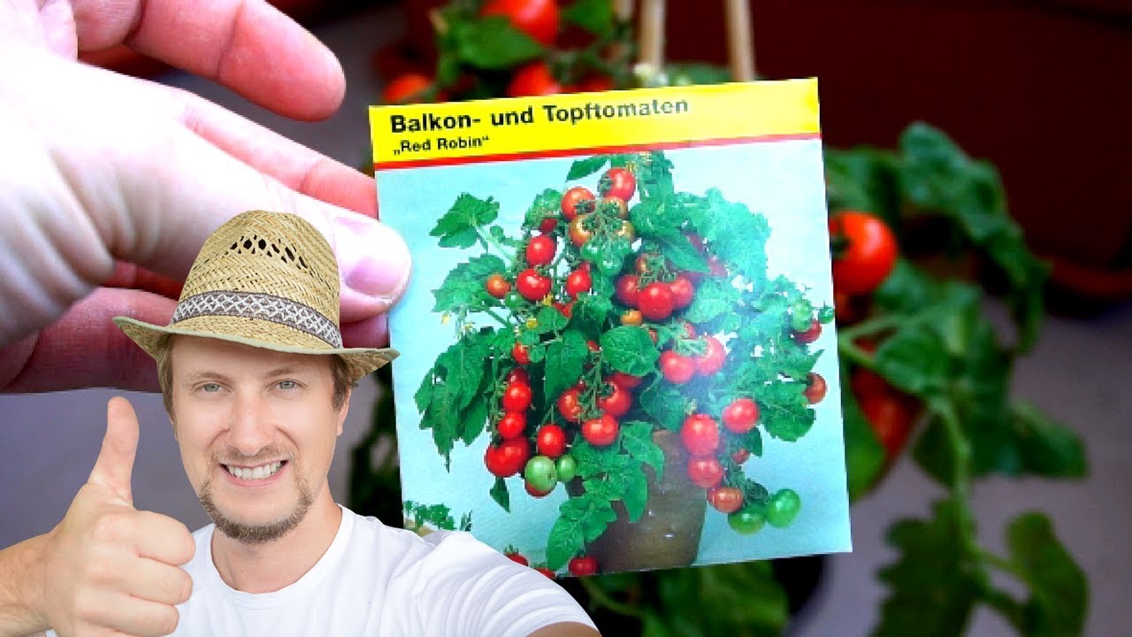 Balkontomaten Red Robin aussäen 🍅 Einfache Anleitung