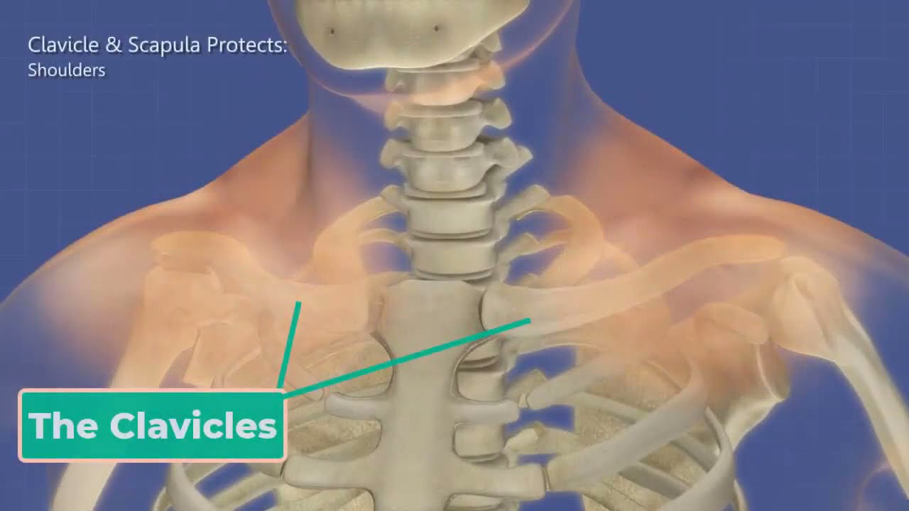 Анатомия скелета конечностей – краткая версия