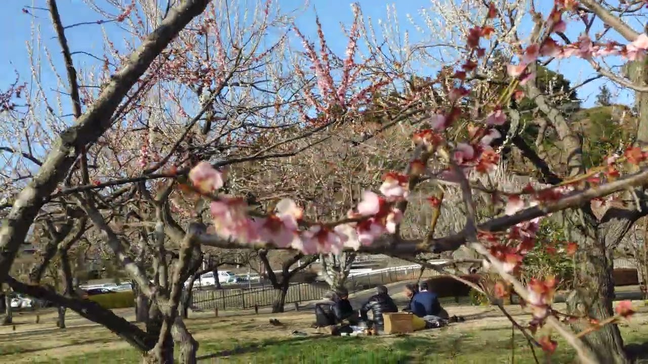 水戸偕楽園　田鶴鳴梅林　茨城県水戸市