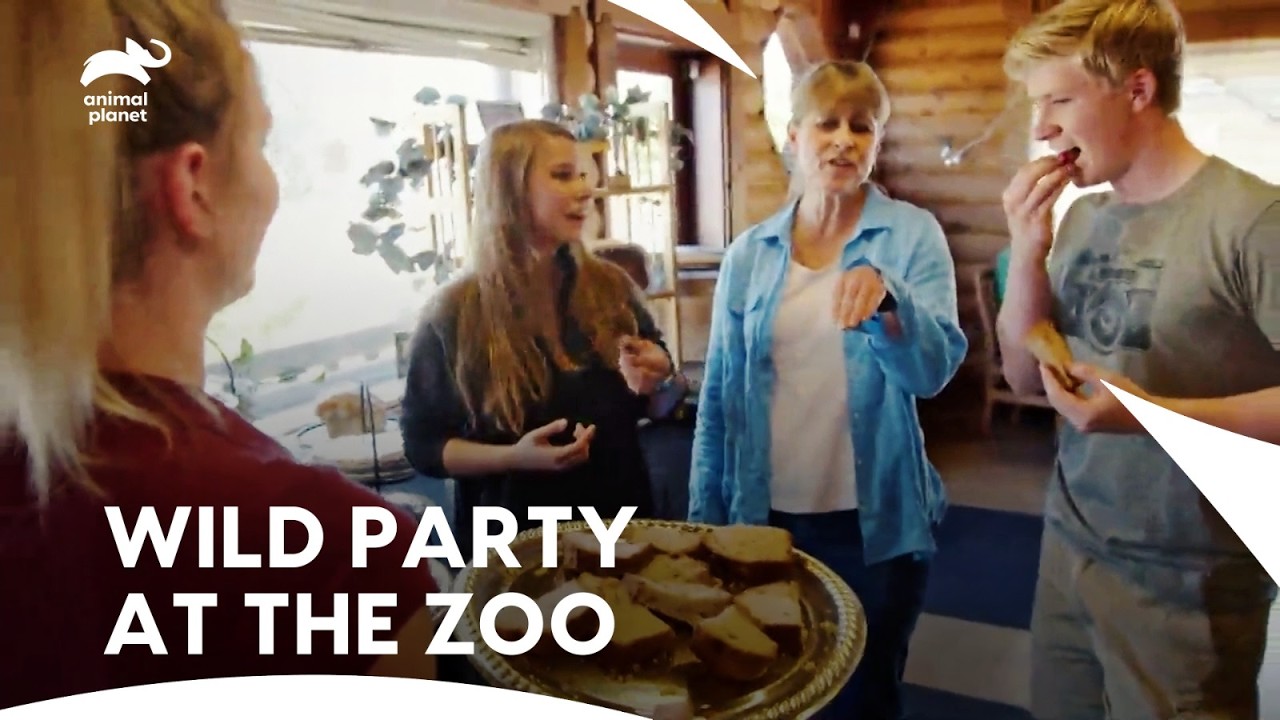 Australia Zoo Birthday Brings Wildlife Thrills | Crikey! It's The Irwins S2 E1,2,3 | Animal Planet