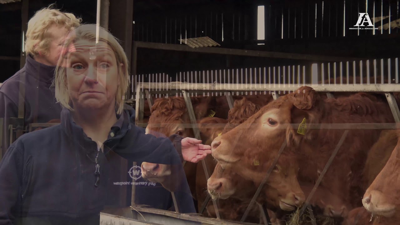 How To Get The Most Value From Your Farm Vet