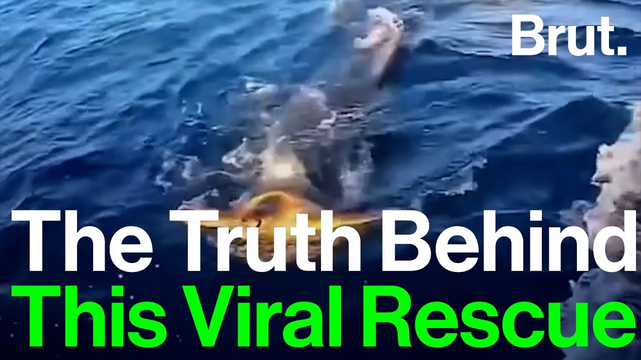 The Truth Behind This Viral Video