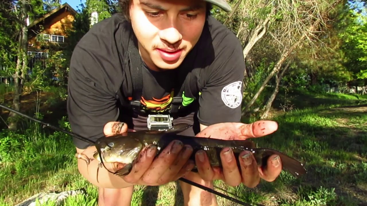 Catching TONS of Bullhead Catfish at Grass Valley Lake, in Lake Arrowhead!