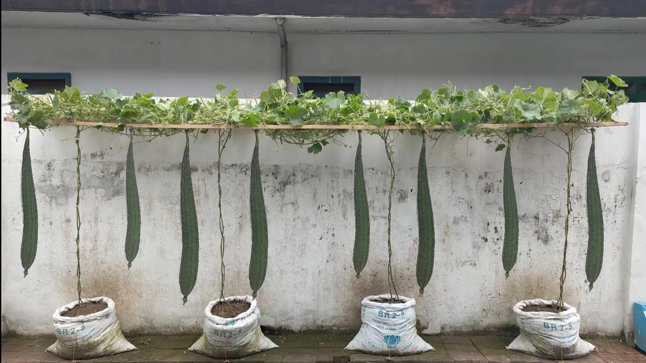 cara menanam gambas/oyong dari benih sampai panen || how to plant gambas / oyong