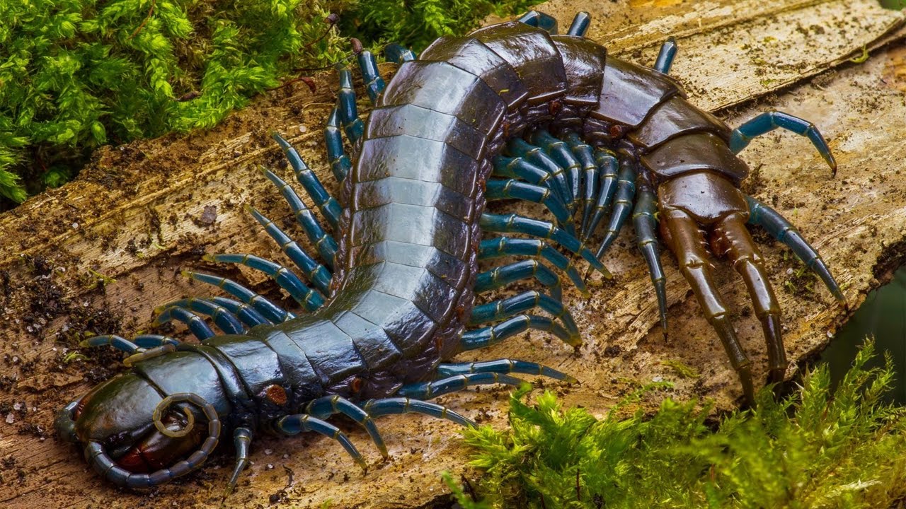 10 Loài Côn Trùng Nguy Hiểm Nhất Trên Thế Giới