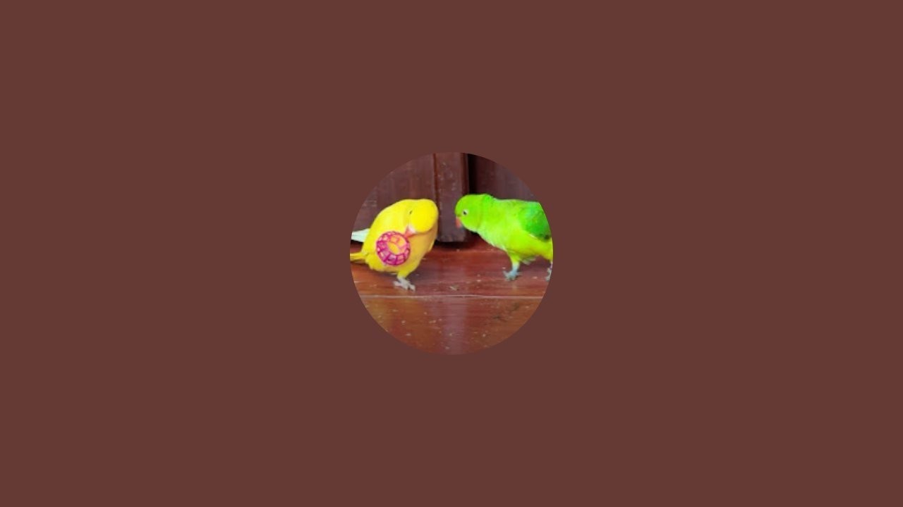 Birds parent lover is live!