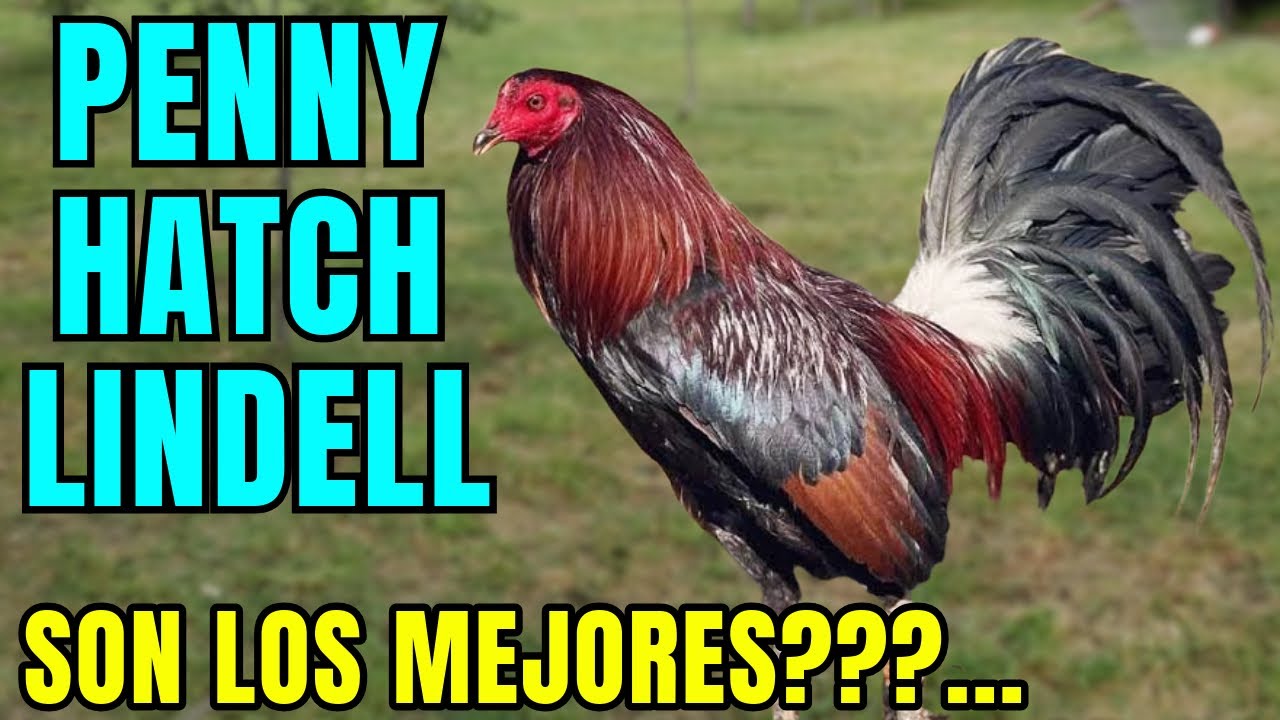 PENNY HATCH LINDELL.... SERAN LOS MEJORES???