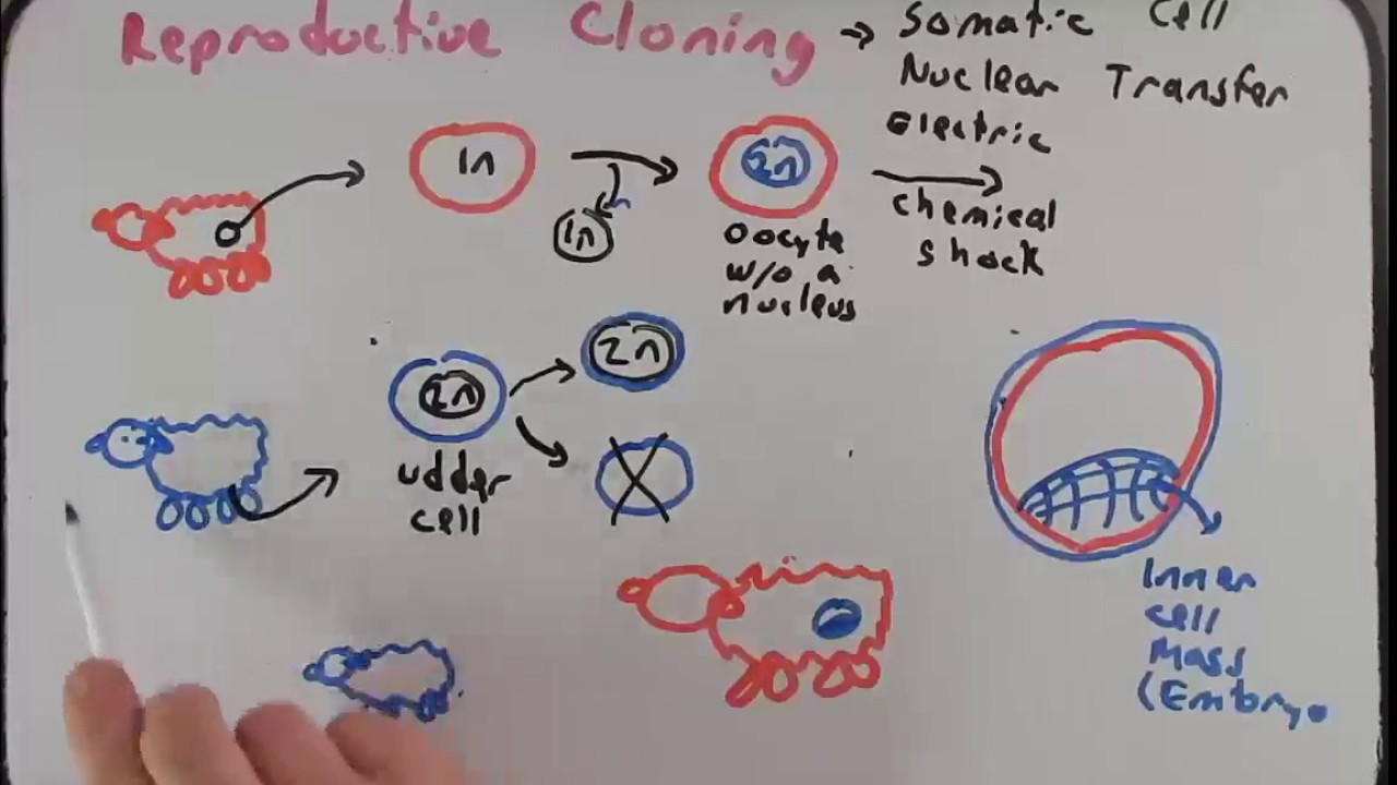 Репродуктивное и терапевтическое клонирование