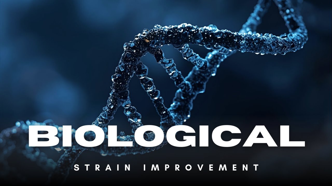 Biological Strain Improvement: Classical and Modern Techniques Explained