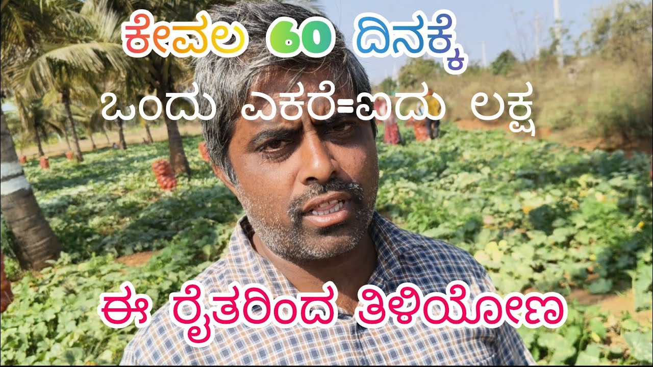 1 ಎಕರೆಗೆ ₹5,00,000 ಆದಾಯ | High Profit Yellow Cucumber Farming in Kannada