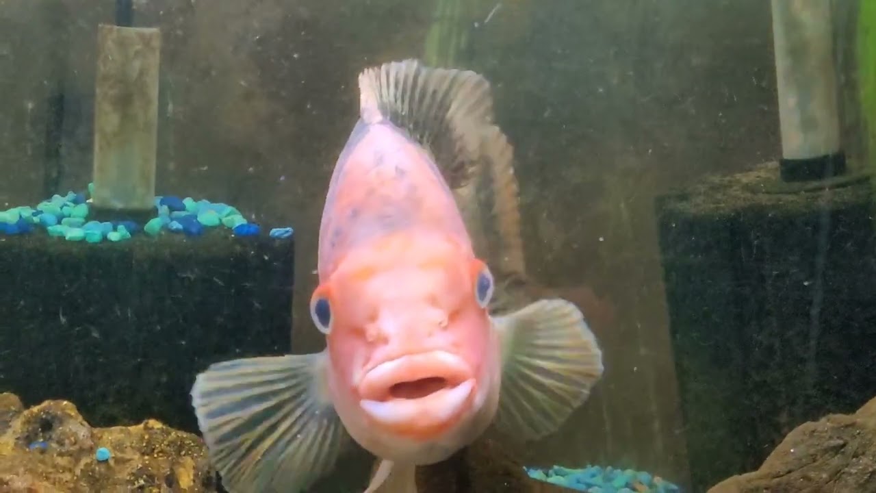 Amphilophus Red Isletas sp...Zeek update!