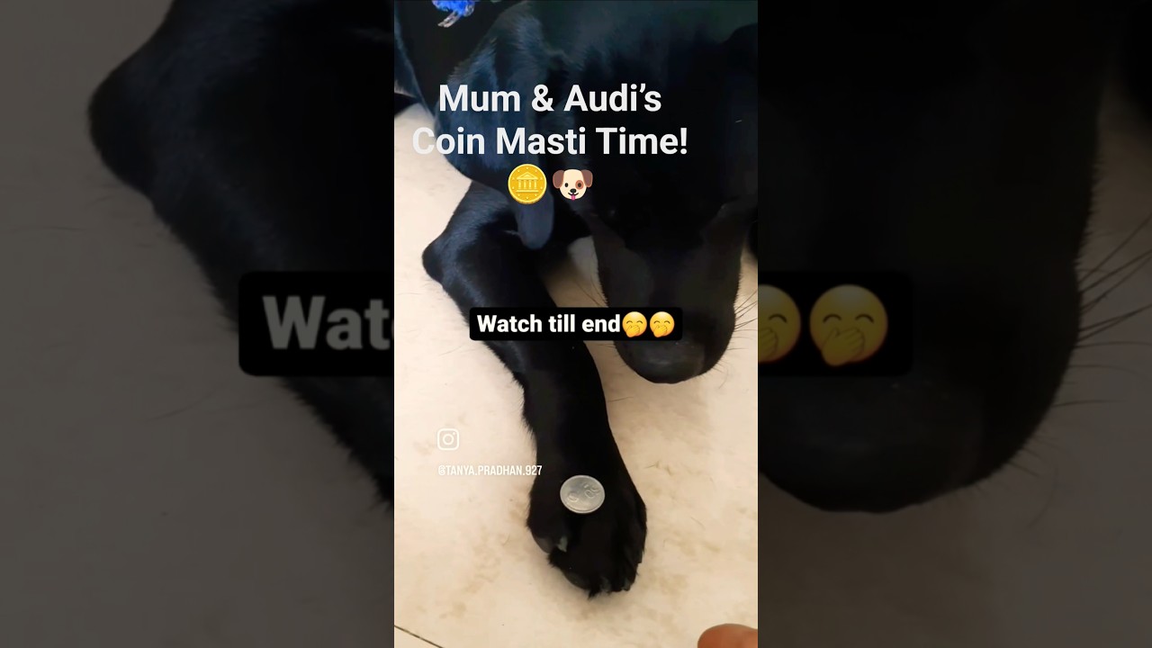 Audi’s Funny Reaction to Coins! Must Watch 🐶🪙.