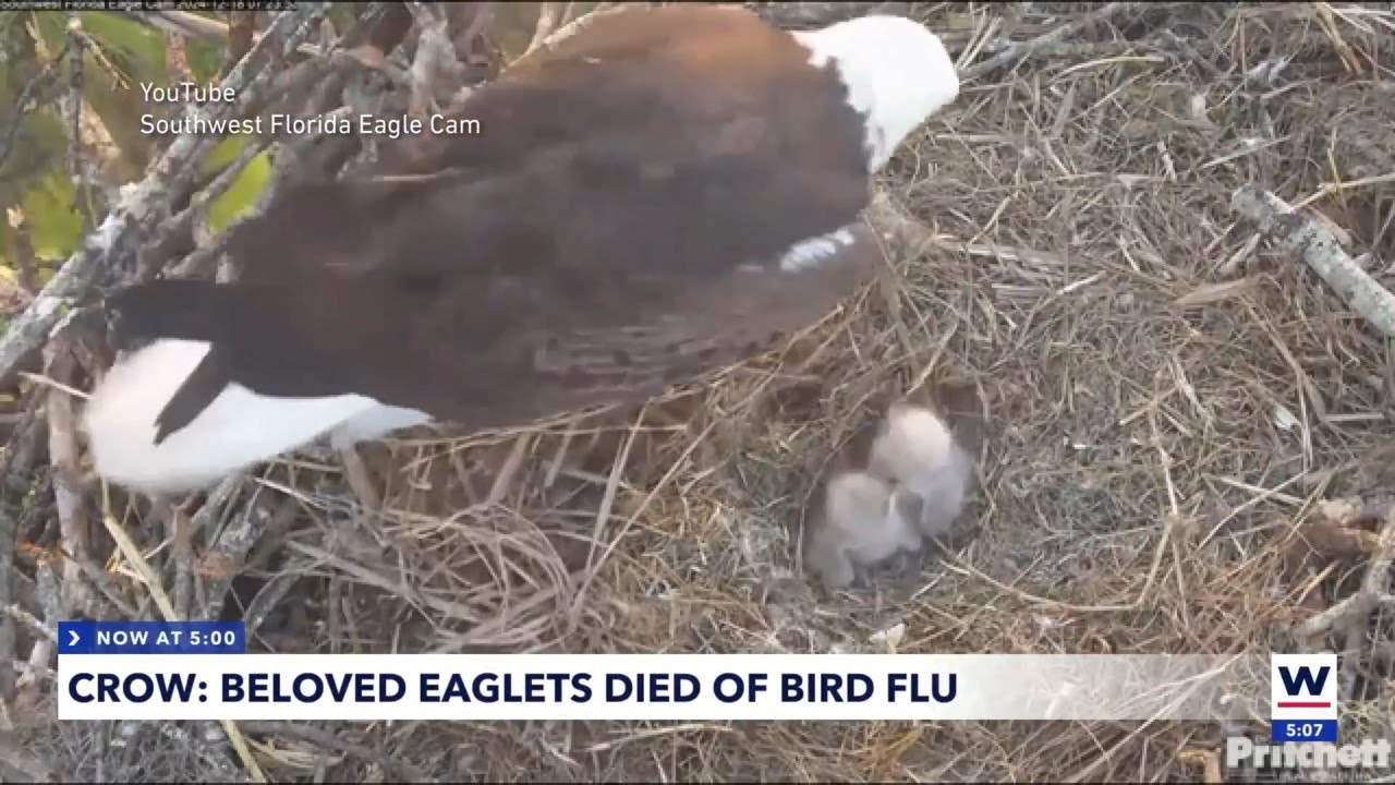 CROW: Bird Flu cause of death for eaglets E24, E25