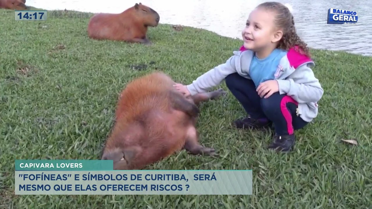 Capivaras "fofíneas" e símbolos de Curitiba, será mesmo que elas oferecem riscos ?