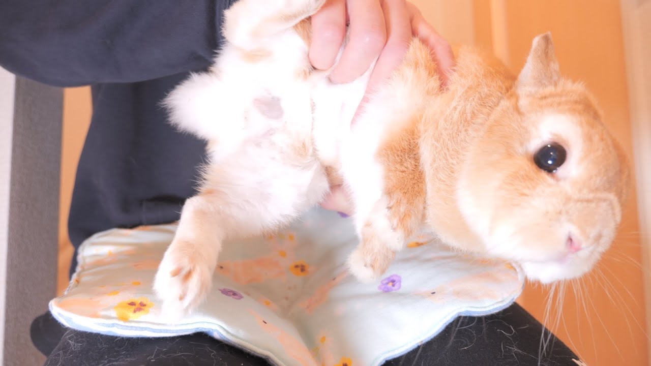 ここ数日ムギの様子がおかしいので病院へ行ってきました【No.952】