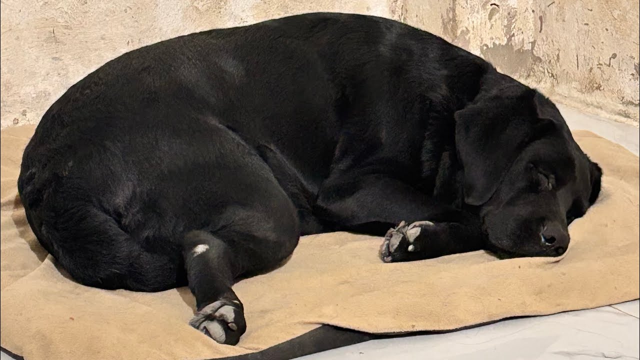 FUNNY LABRA JULI 🐕🥰 is live