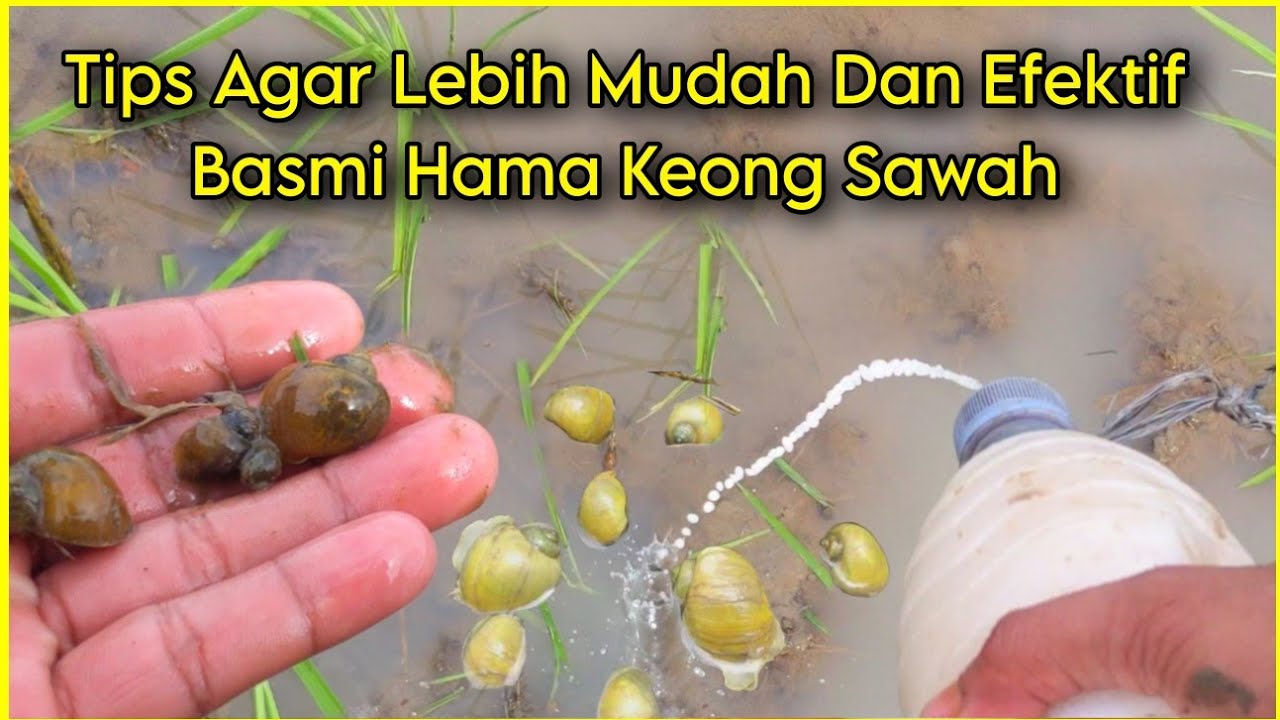 Saya Pakai Cara Ini Untuk Atasi Hama Keong Sawah