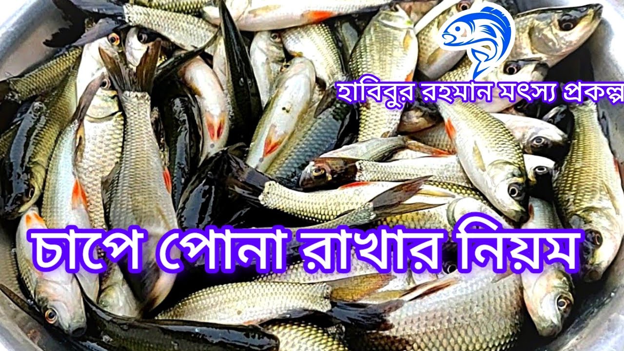 ১৮৪..কার্প জাতীয় মাছের পোনা চাপে রাখার নিয়ম ।