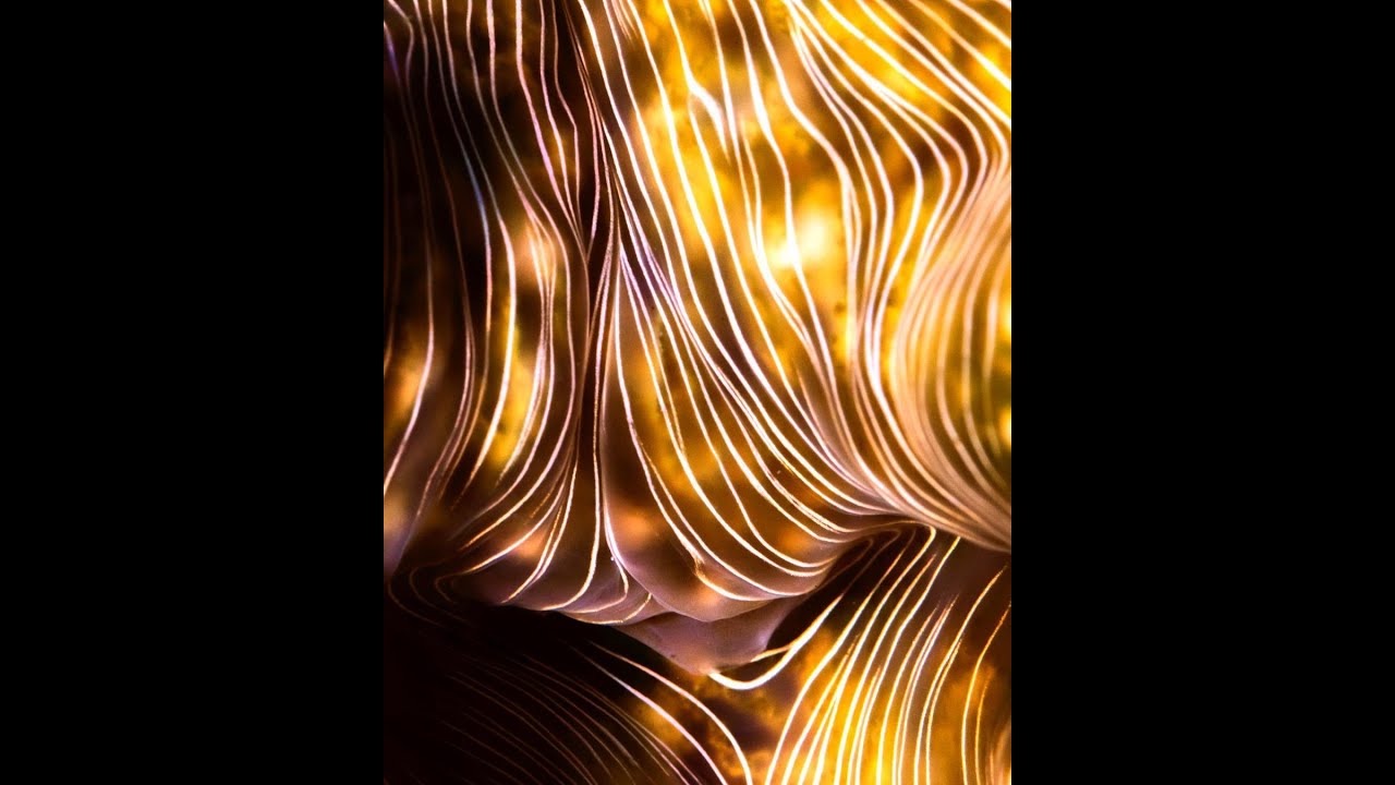 Ultimate Aquarium Water Polisher : Hippopus Clam. (Captive-bred at that!)