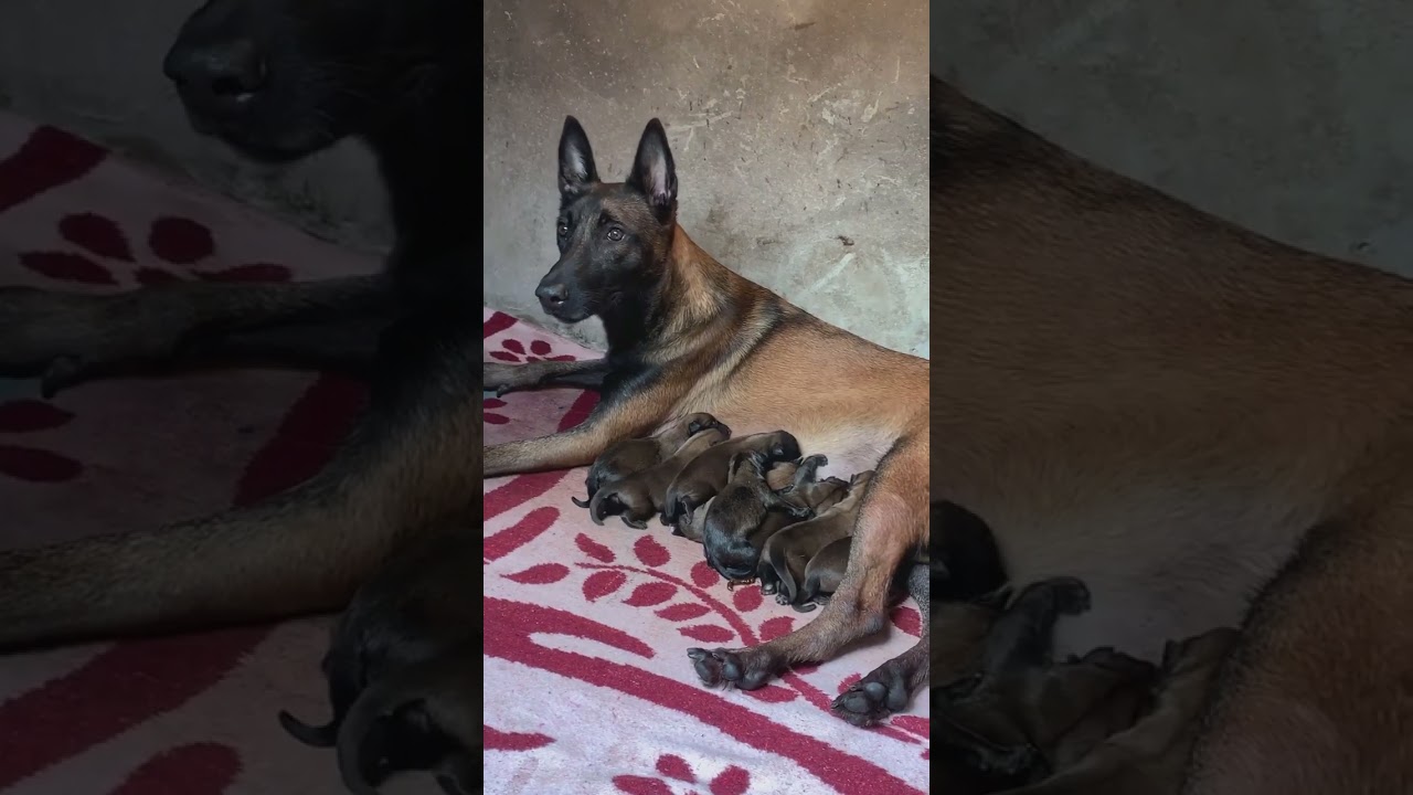 Credit @k9malinoisprince Belgian Malinois Mum 😡