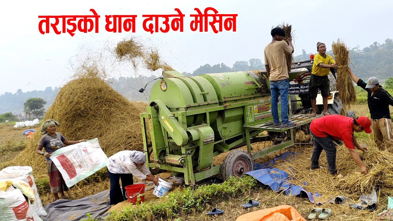 Rice Thresher II Dhan Bali Thresher Garera Bhitryaune Tayari @GambeshiVlogs @Hariomokaychha