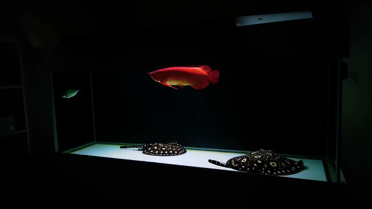 Super red arowana and black diamond stingray June 2022