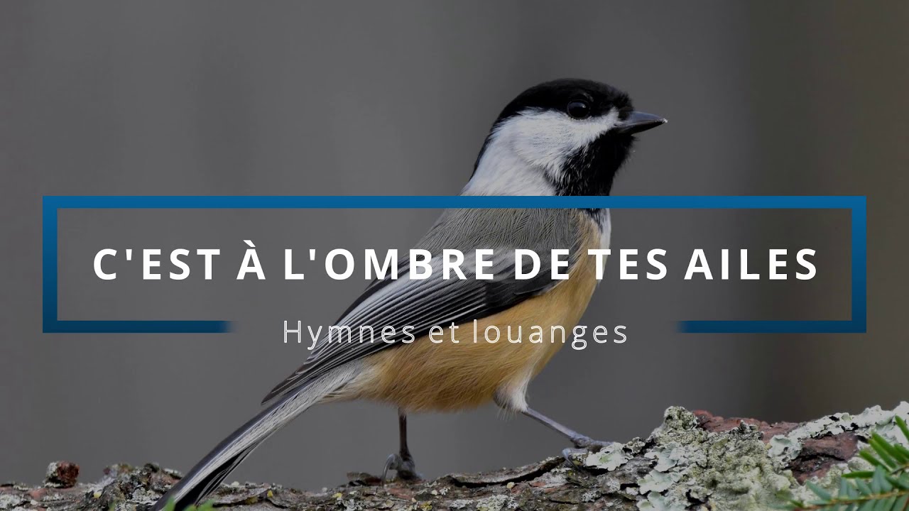 515 - C'est à l'ombre de tes ailes (voix) | Hymnes et louanges | Audréanne Cloutier