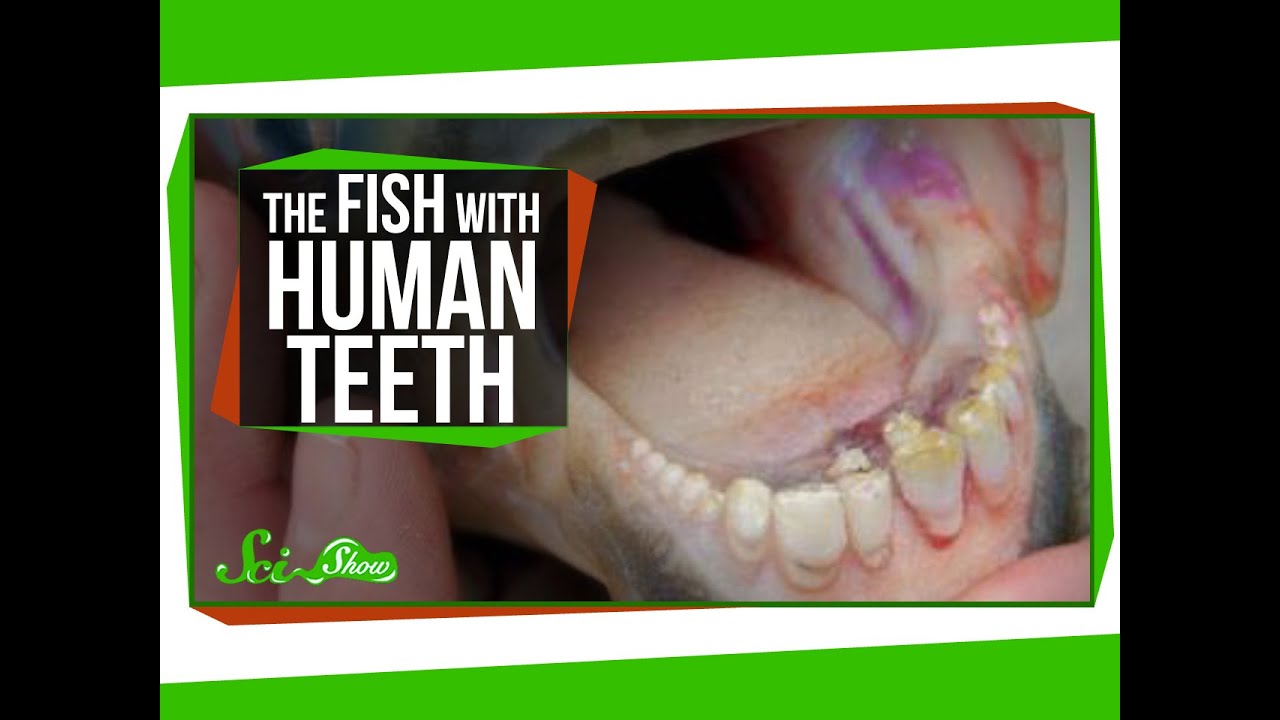 The Fish With Human Teeth