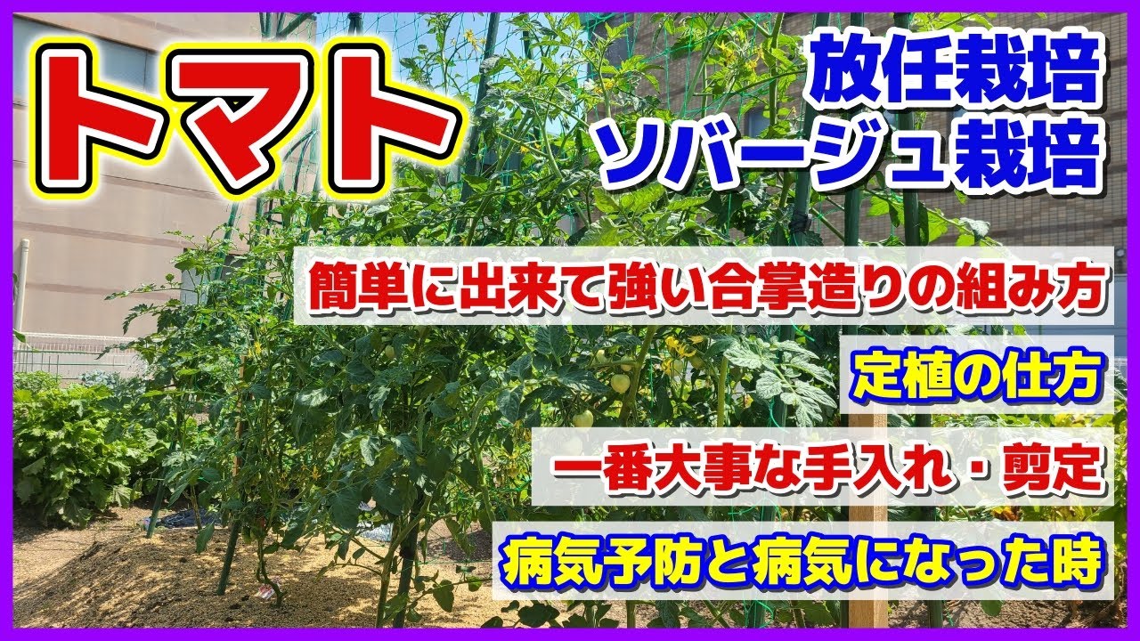 トマトの放任栽培5・6月まとめ（定植～手入れ・剪定）病気予防と病気になった時／ソバージュ栽培／中玉・ミニトマト／家庭菜園