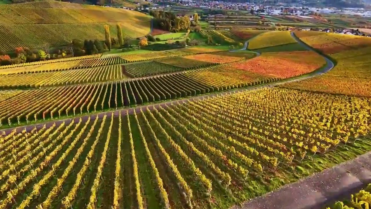 Weinberge bei Tiergarten im goldenen Herbstlicht