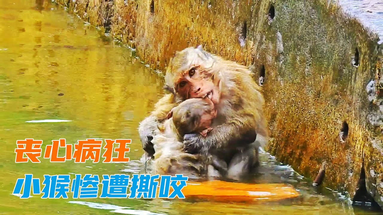 丧心病狂的公猴疯狂撕咬小猴，小猴死里逃生#monkey #animals