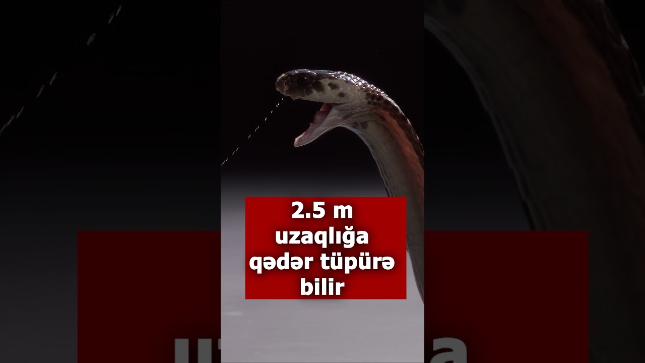 D&uuml;nyanın ən uzun zəhərli ilanı #heyvanlar #belgesel
