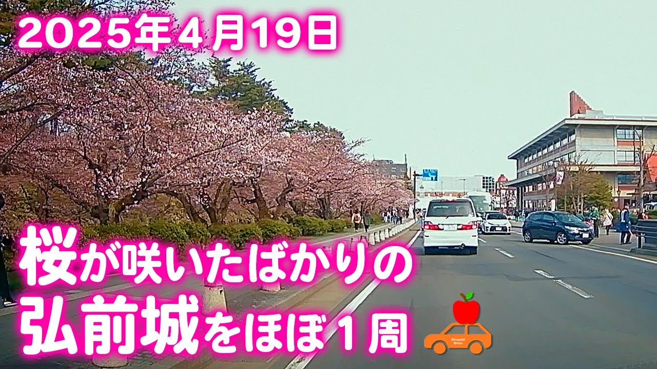 【青森県弘前市】2025年4月19日午後。桜が咲いたばかりの、弘前さくらまつり会場弘前城周辺をほぼ１周！