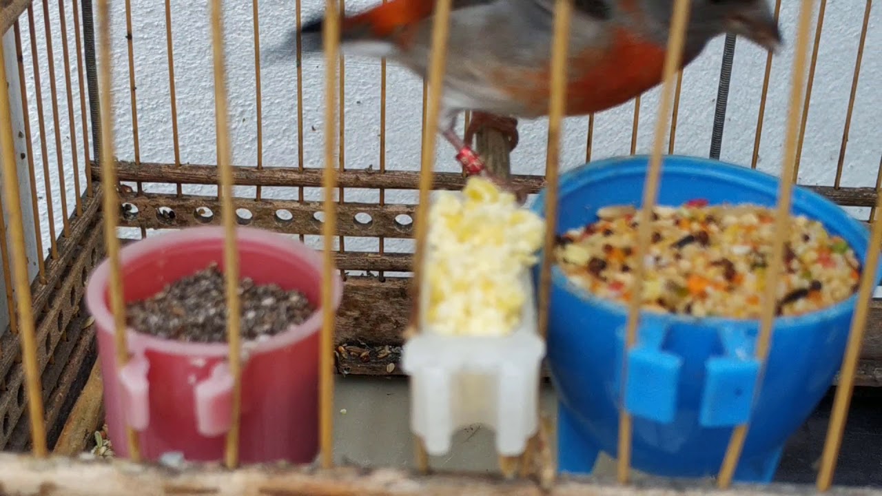 TARIM MANEJO DE COMO DEVE SER ALIMENTAÇÃO DOS FILHOTES COM APENAS UM DIA DE VIDA CRIATÓRIO AGUIAR