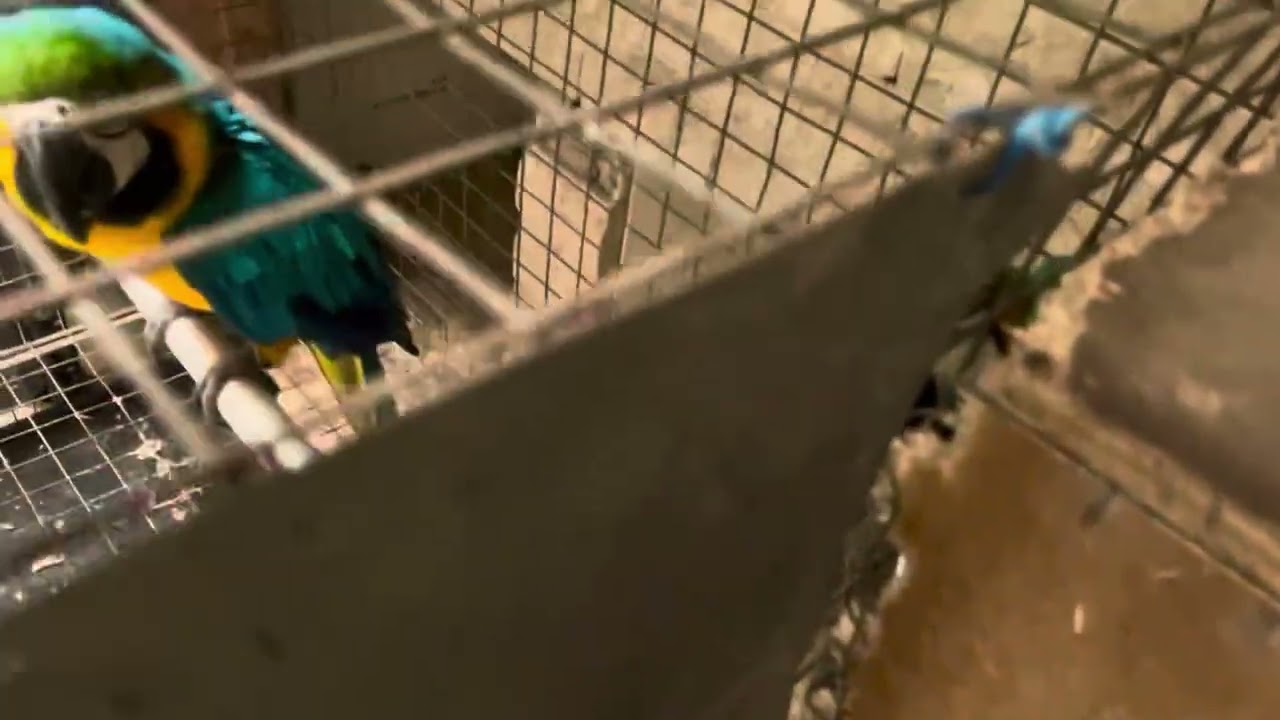 PANEN TELUR BURUNG MACAW !!! HARVEST MACAW EGGS