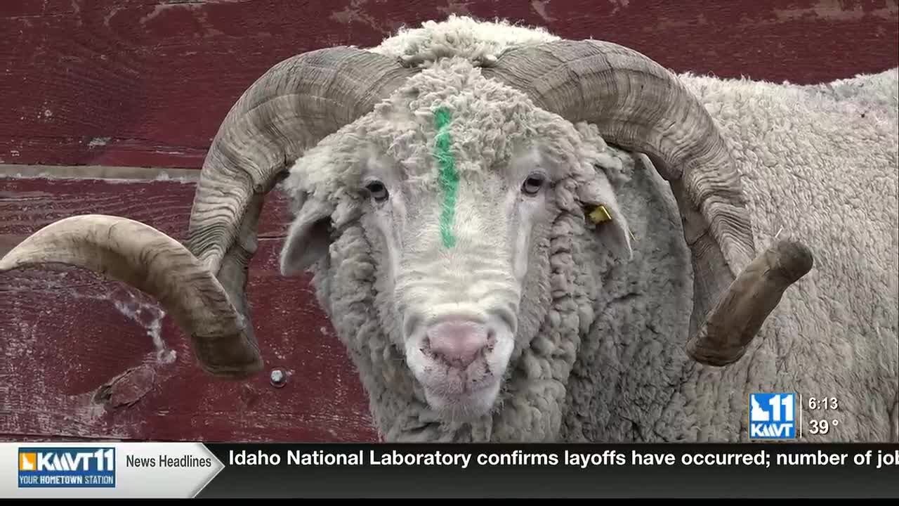 Idaho sheep rancher completes annual shearing with Uruguayan crew