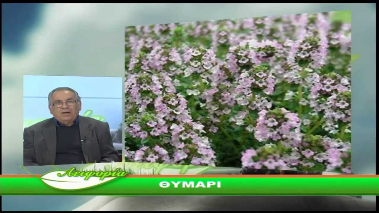 ΑΕΙΦΟΡΙΑ-Θυμάρι-Thymus vulgaris-thyme
