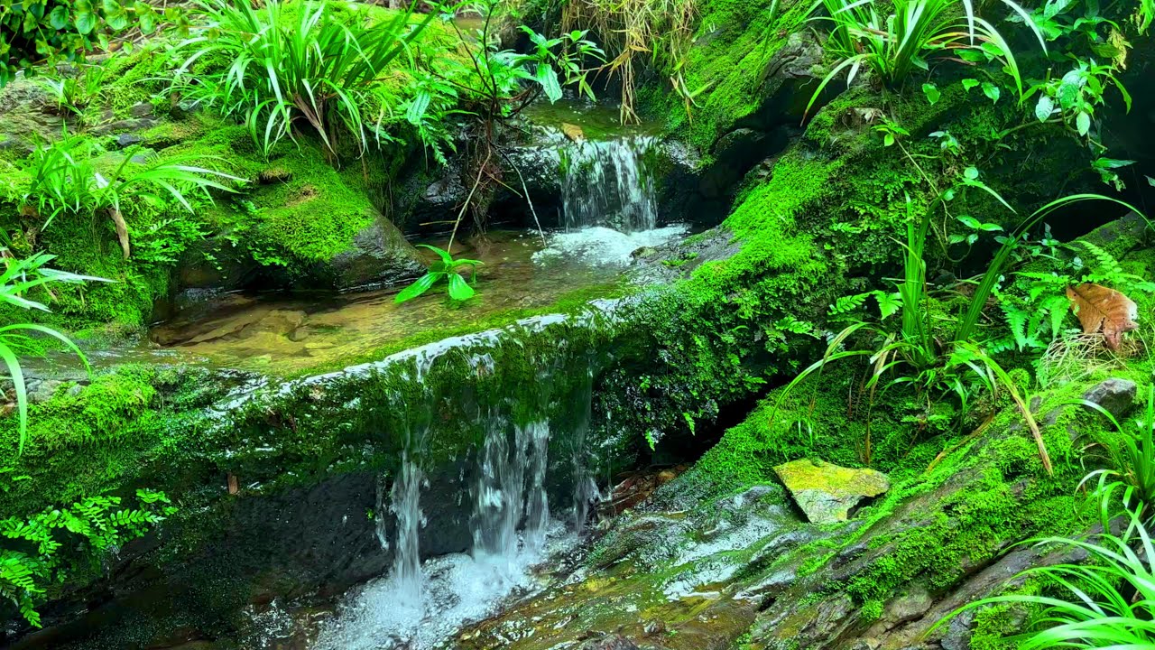 Pure Natural Sounds, Babbling Streams and Forest Birds Chirping, Sounds for Relaxation and Sleep