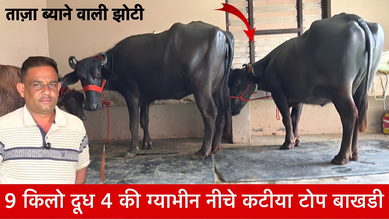 बाखडी 9 किलो दूध 4 की ग्याभीन नीचे कटीया टोप  2 झोटीया Rajesh Narwvana ✅