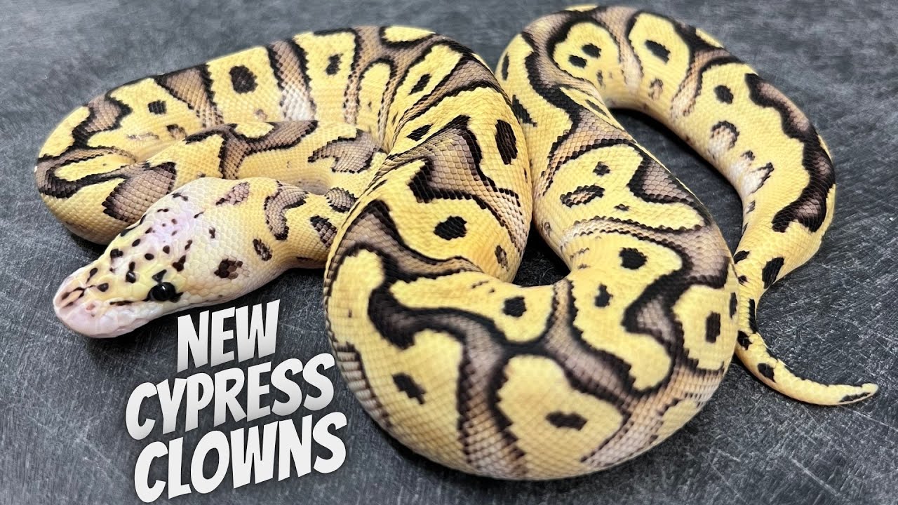 Best Way To Work Pastel In Clown Discovered! Whole Clutch ID